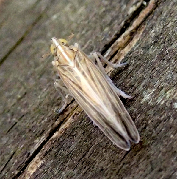 Cicadellidae trasparente - Stenocranus sp.